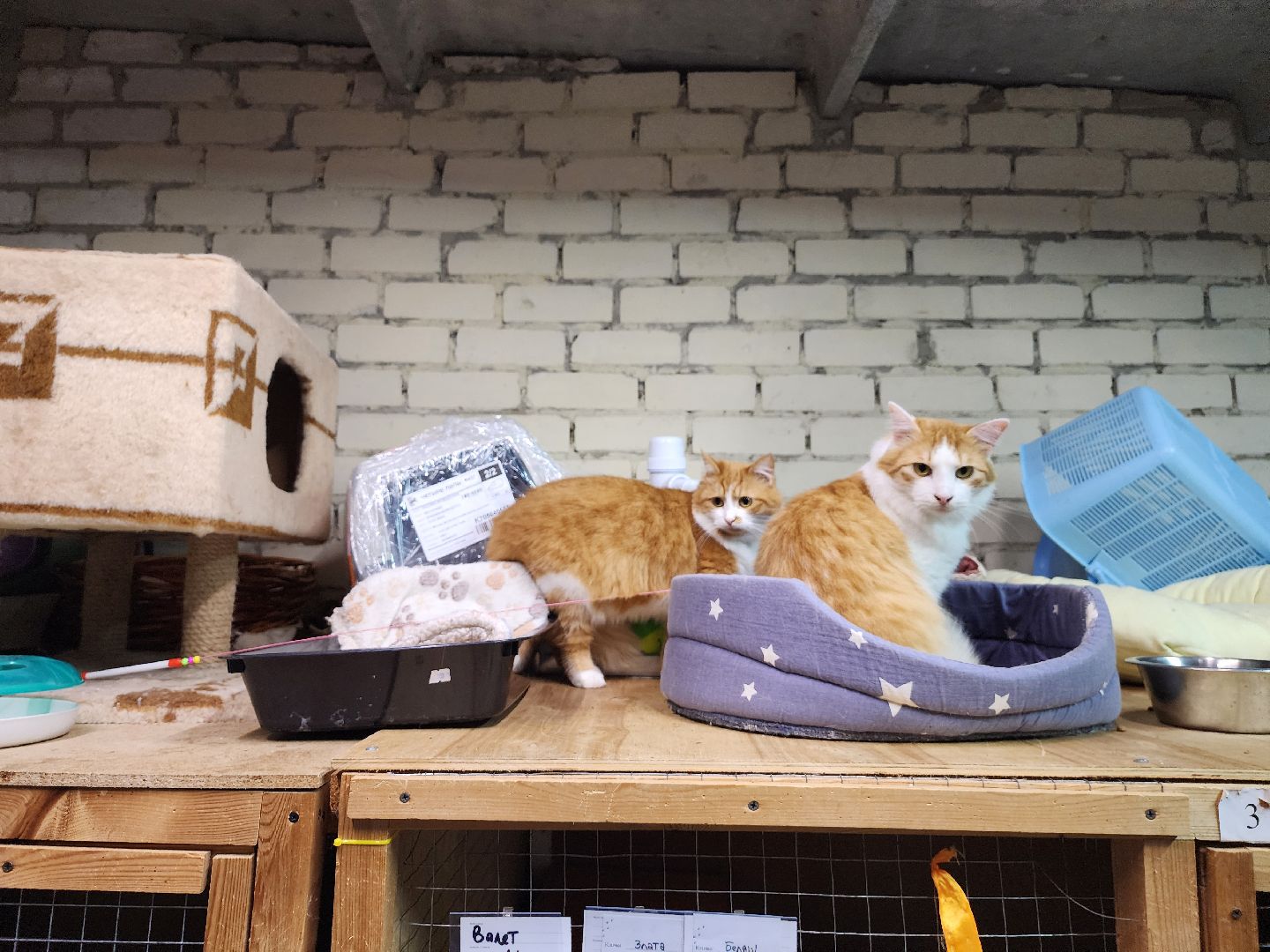 Дубна, приют для животных, Кошки, гарри поттер, Благотворительность, вертикалки,