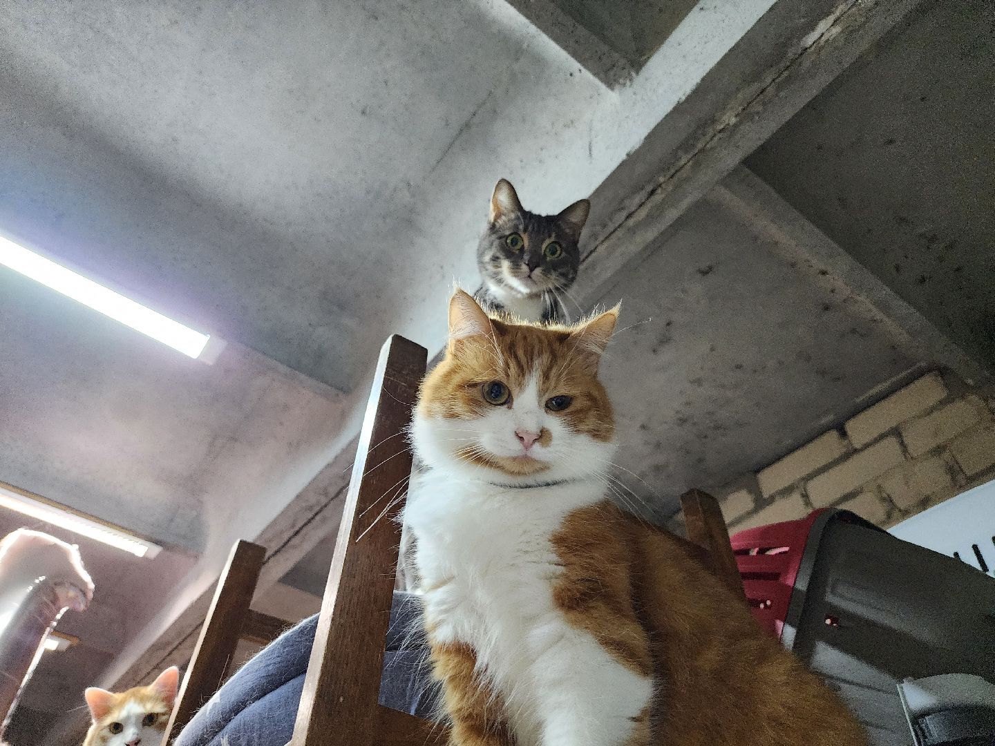 Дубна, приют для животных, Кошки, гарри поттер, Благотворительность, вертикалки,