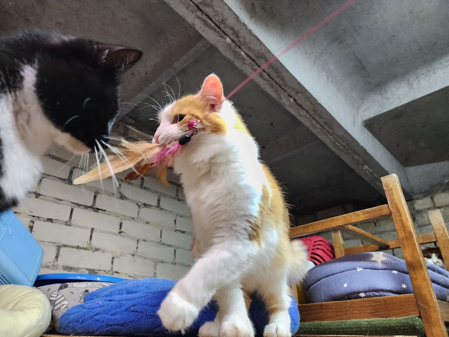 Дубна, приют для животных, Кошки, гарри поттер, Благотворительность, вертикалки,