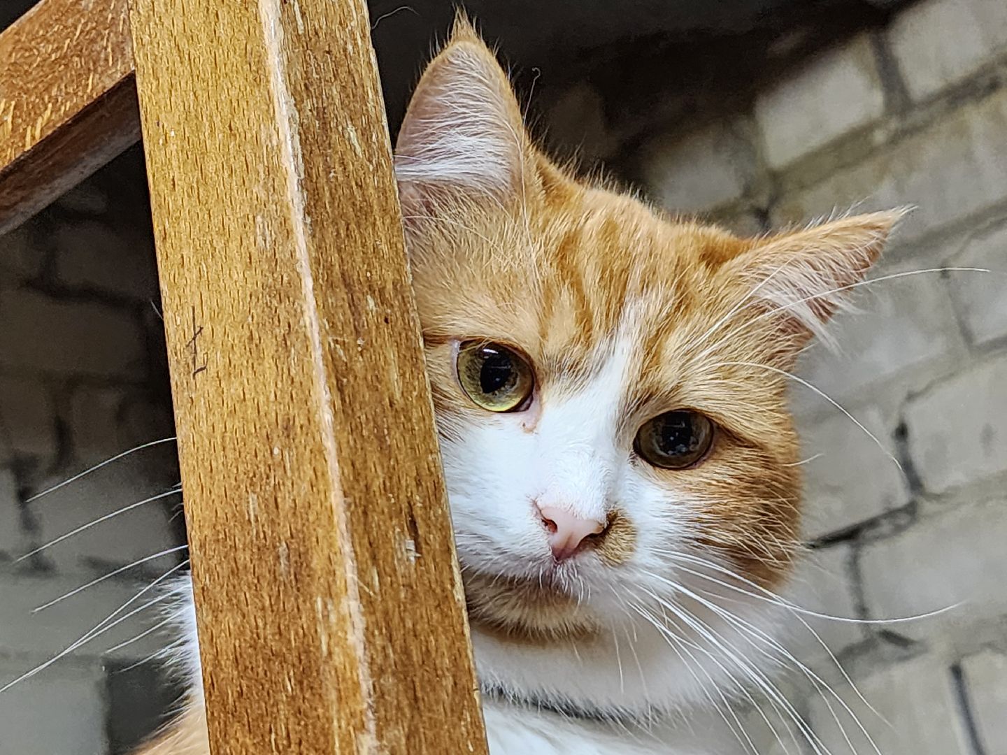 Дубна, приют для животных, Кошки, гарри поттер, Благотворительность, вертикалки,