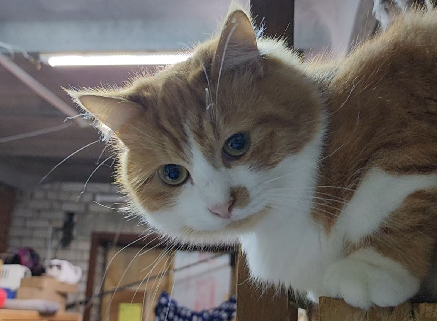 Дубна, приют для животных, Кошки, гарри поттер, Благотворительность, вертикалки,