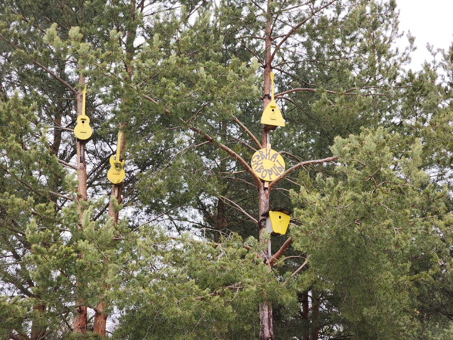 вертикалки, мастер, орехово-зуевский округ, скворечники, дерево, творчество,