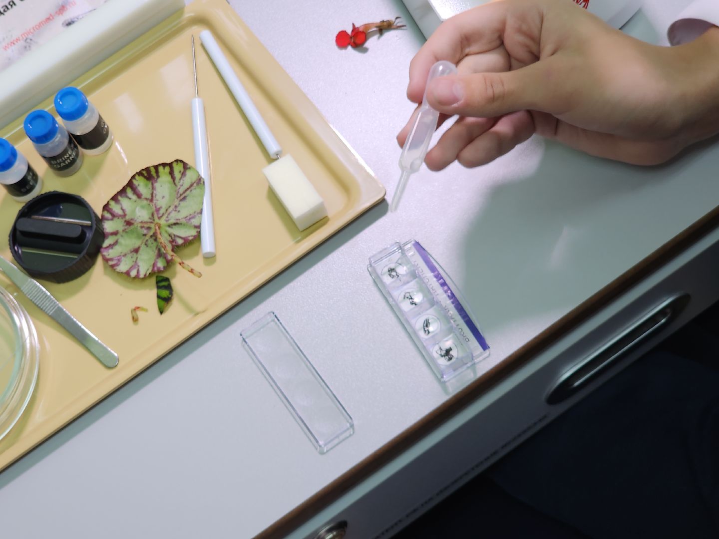 серпухов, подмосковье, куриловская школа, грант,