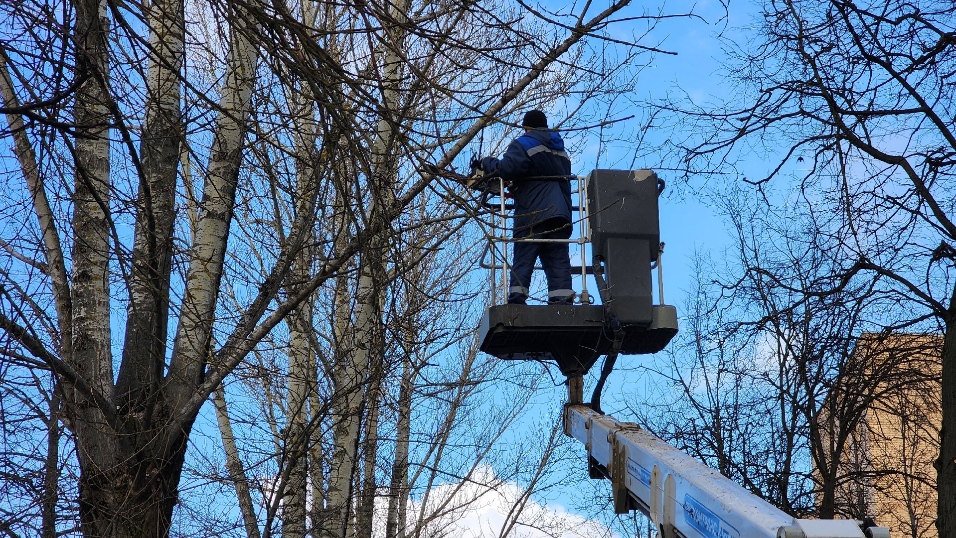 ступино, санитарная обрезка деревьев, благоустройство, вертикалки,