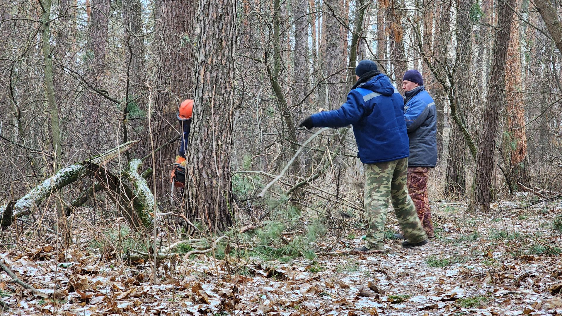 жкх, очистка леса, благоустройство, Протвино, комбинат благоустройства, вертикалки,