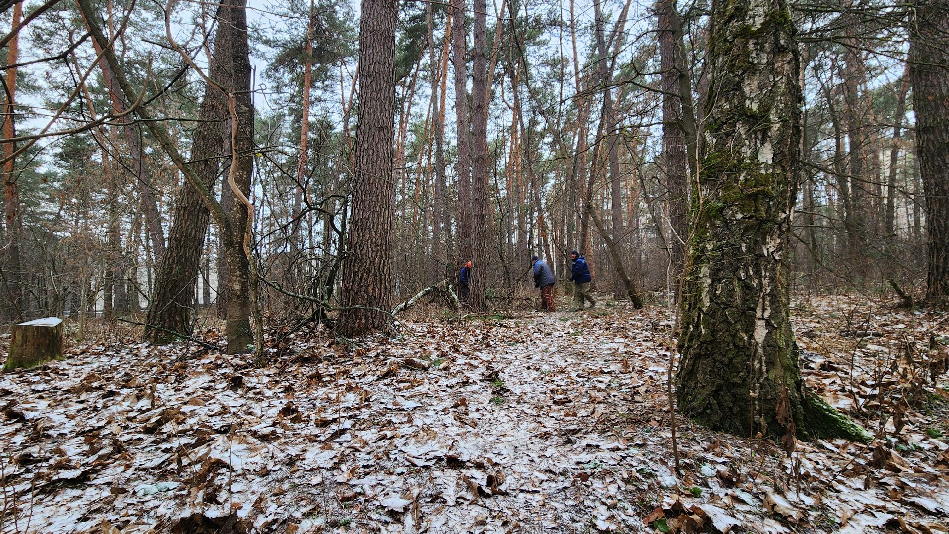 жкх, очистка леса, благоустройство, Протвино, комбинат благоустройства, вертикалки,