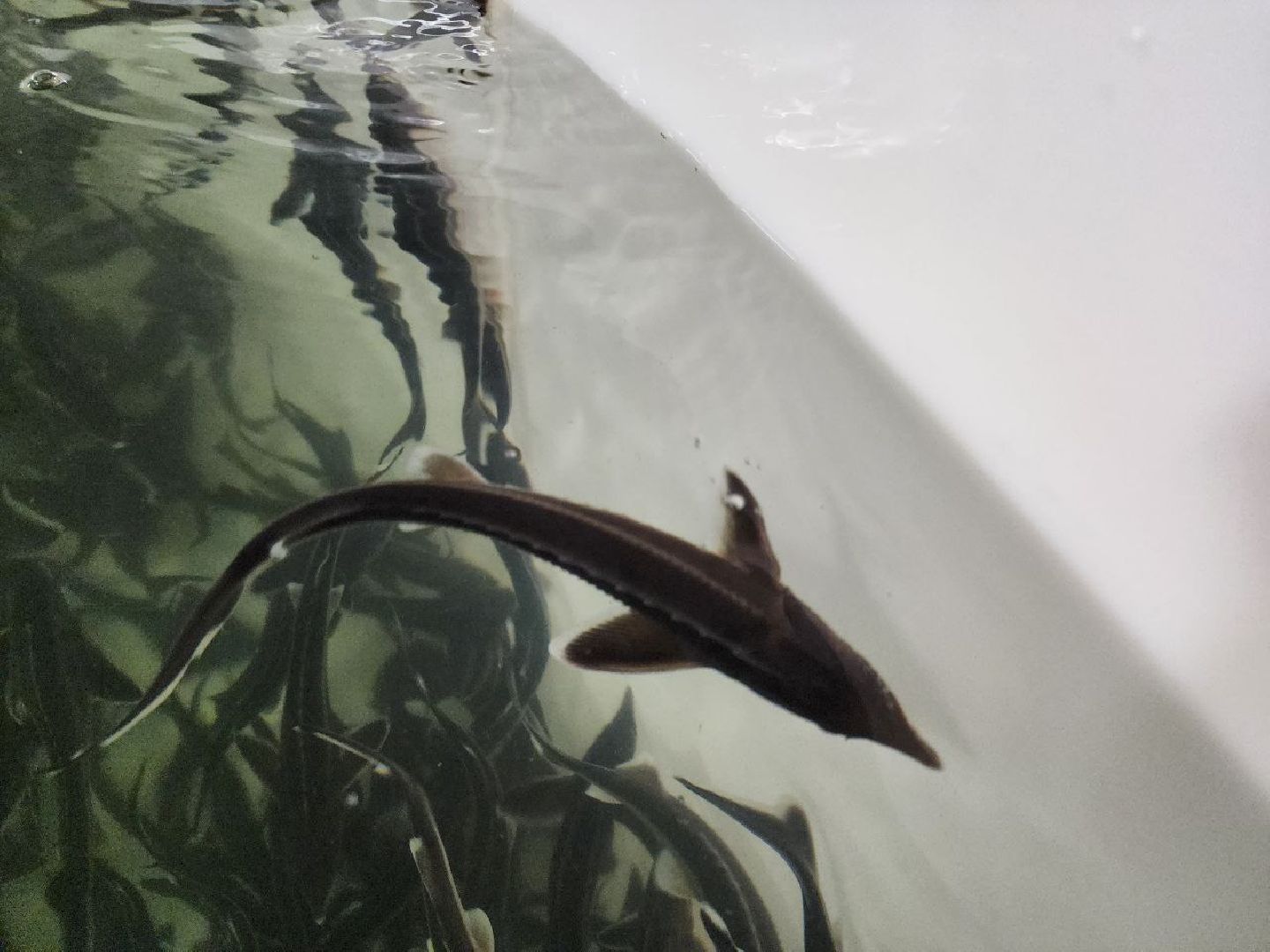 солнечногоск, рыбное хозяйство, мальки, производство, вертикалки,