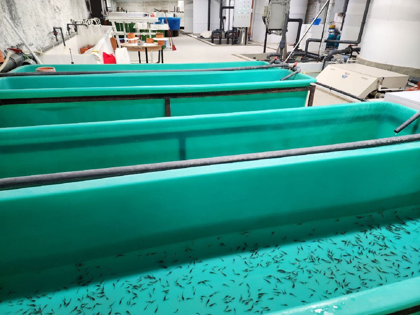 солнечногоск, рыбное хозяйство, мальки, производство, вертикалки,