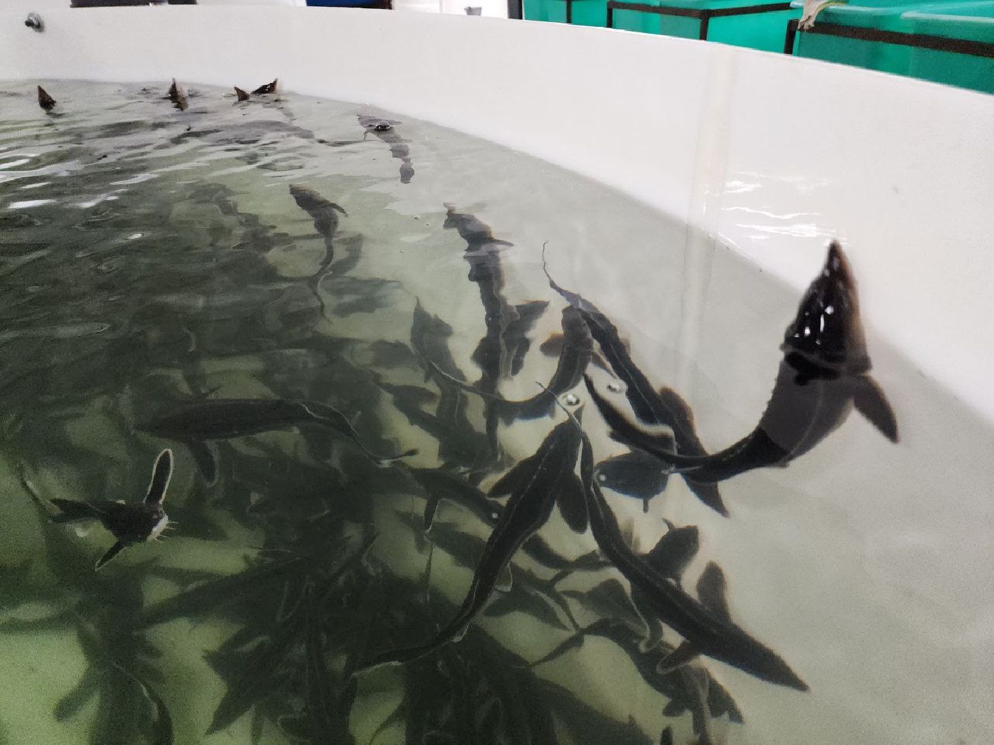 солнечногоск, рыбное хозяйство, мальки, производство, вертикалки,