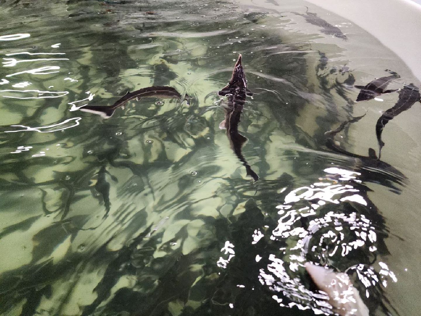 солнечногоск, рыбное хозяйство, мальки, производство, вертикалки,