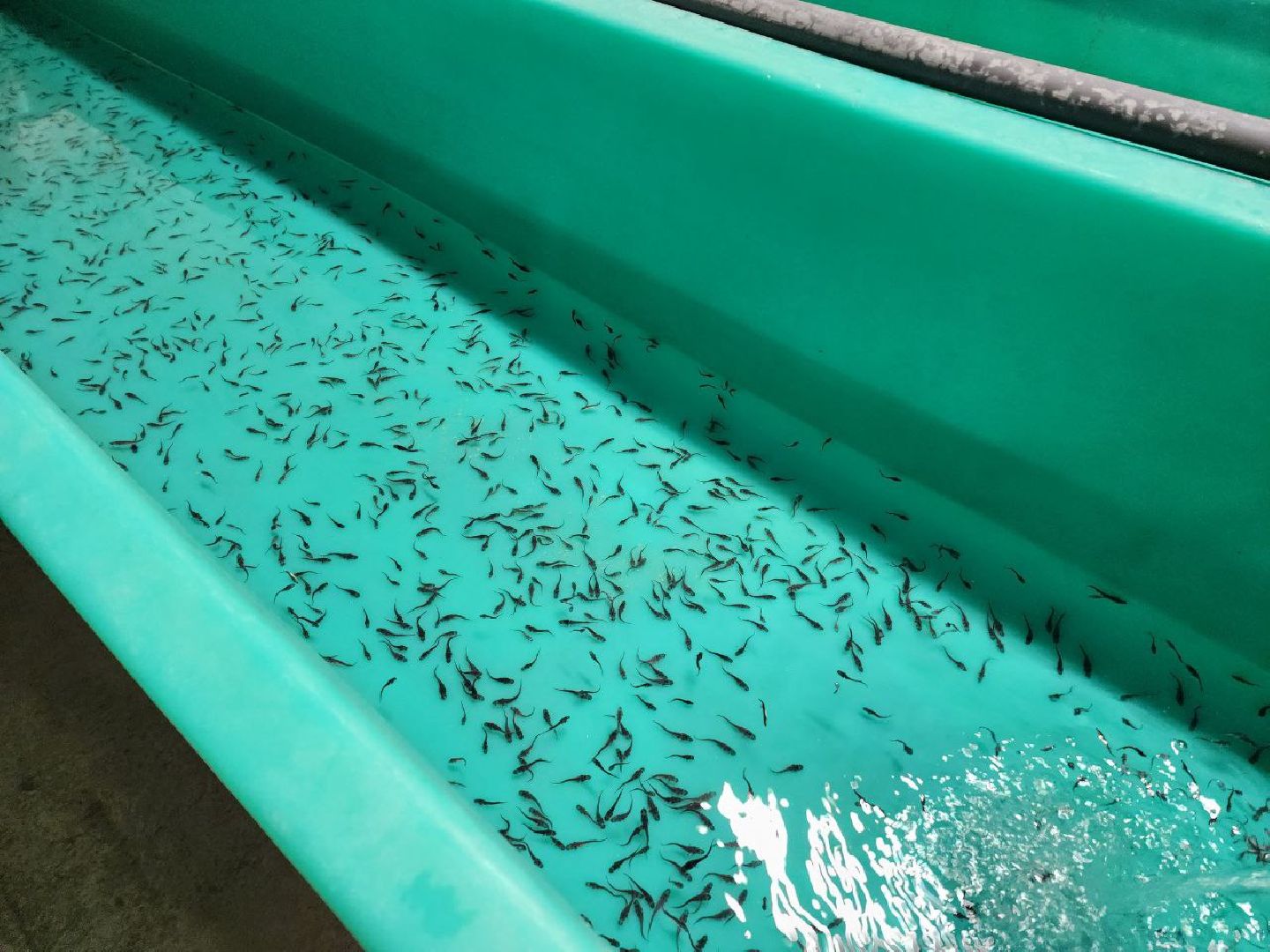 солнечногоск, рыбное хозяйство, мальки, производство, вертикалки,