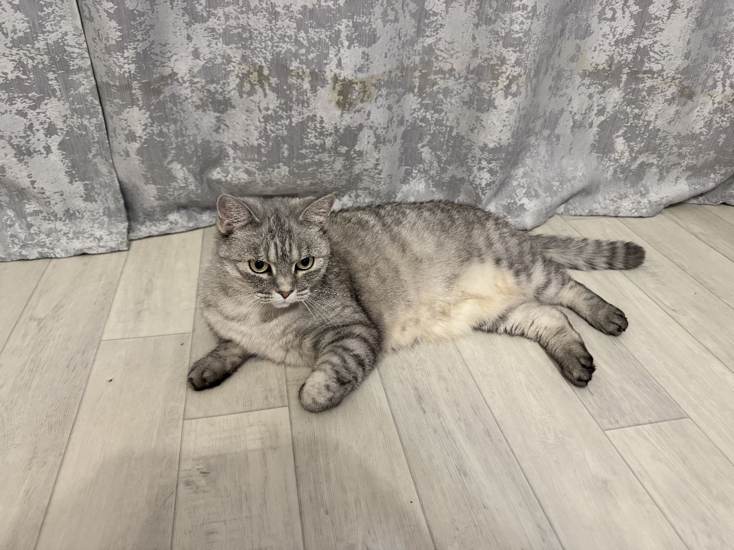 шаховская, сертификат на жилье, молодая семья,