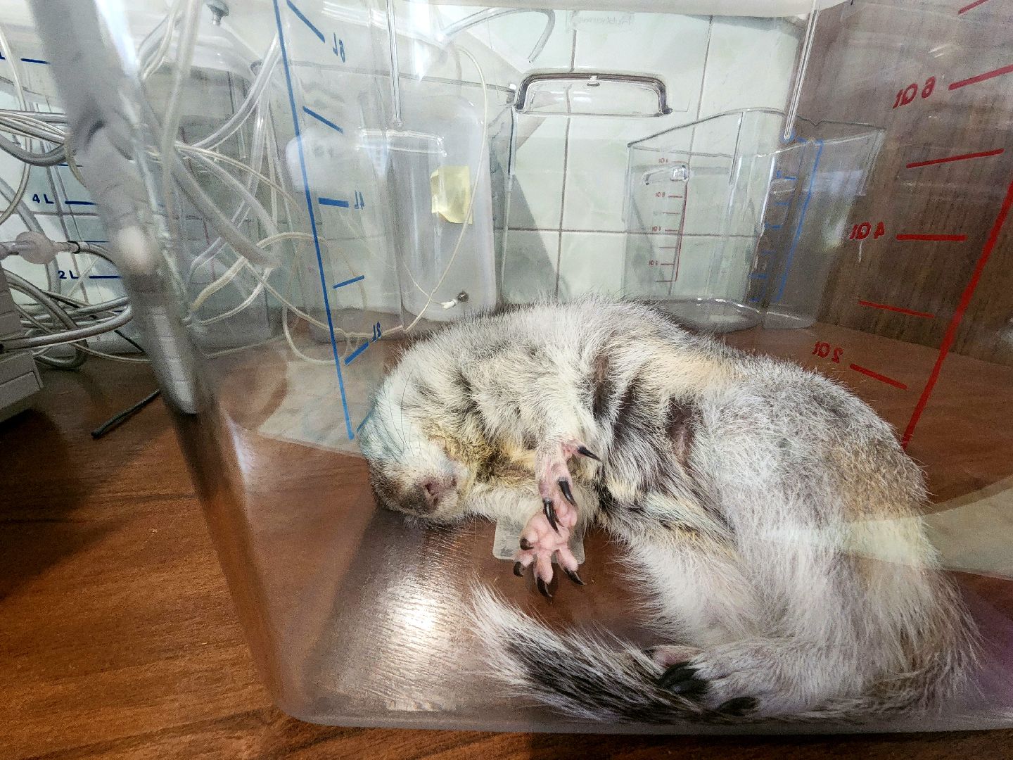 пущино, наука, серпухов, ученые, день науки,