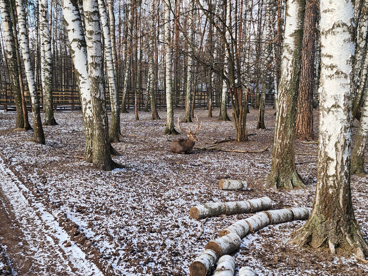 вертикалки, мытищи, лосиный остров, животные, сохатые,