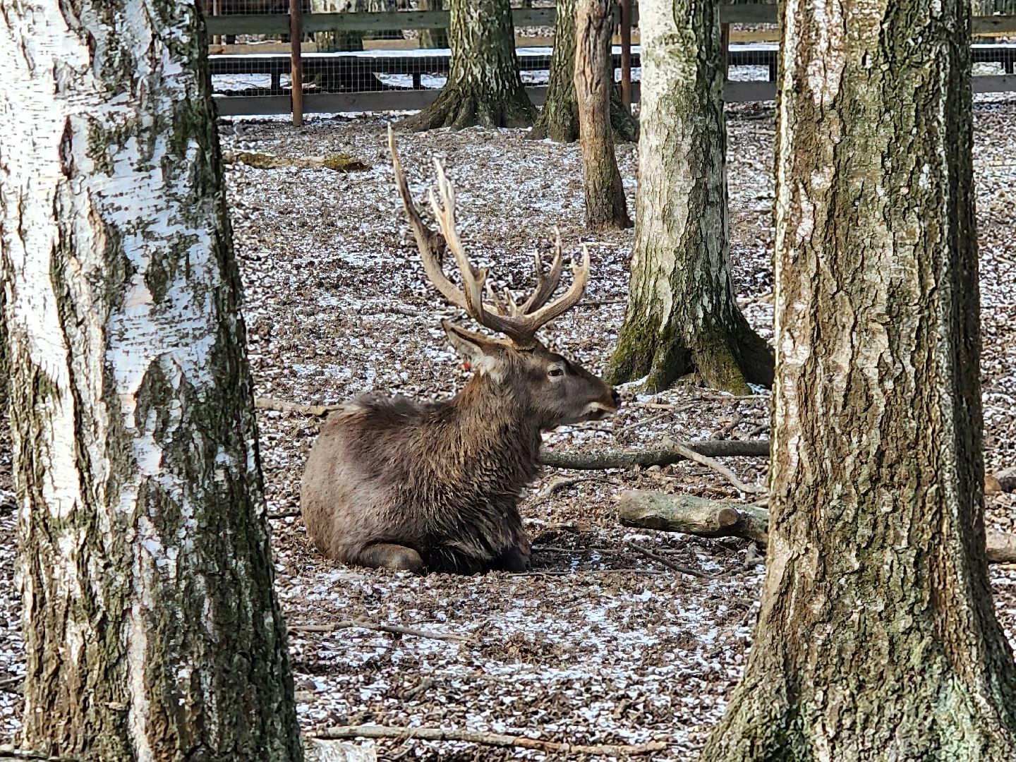 вертикалки, мытищи, лосиный остров, животные, сохатые,