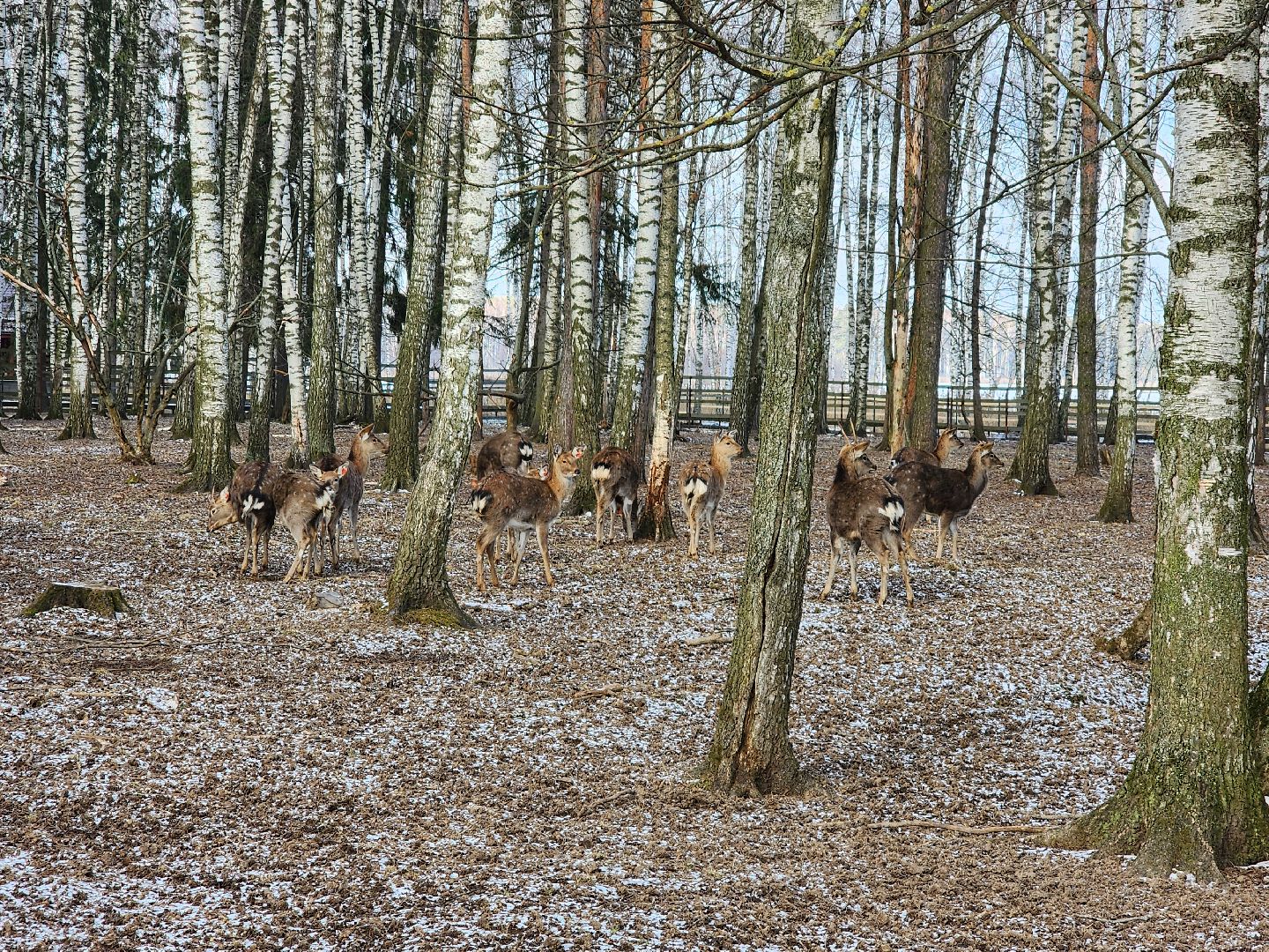 вертикалки, мытищи, лосиный остров, животные, сохатые,