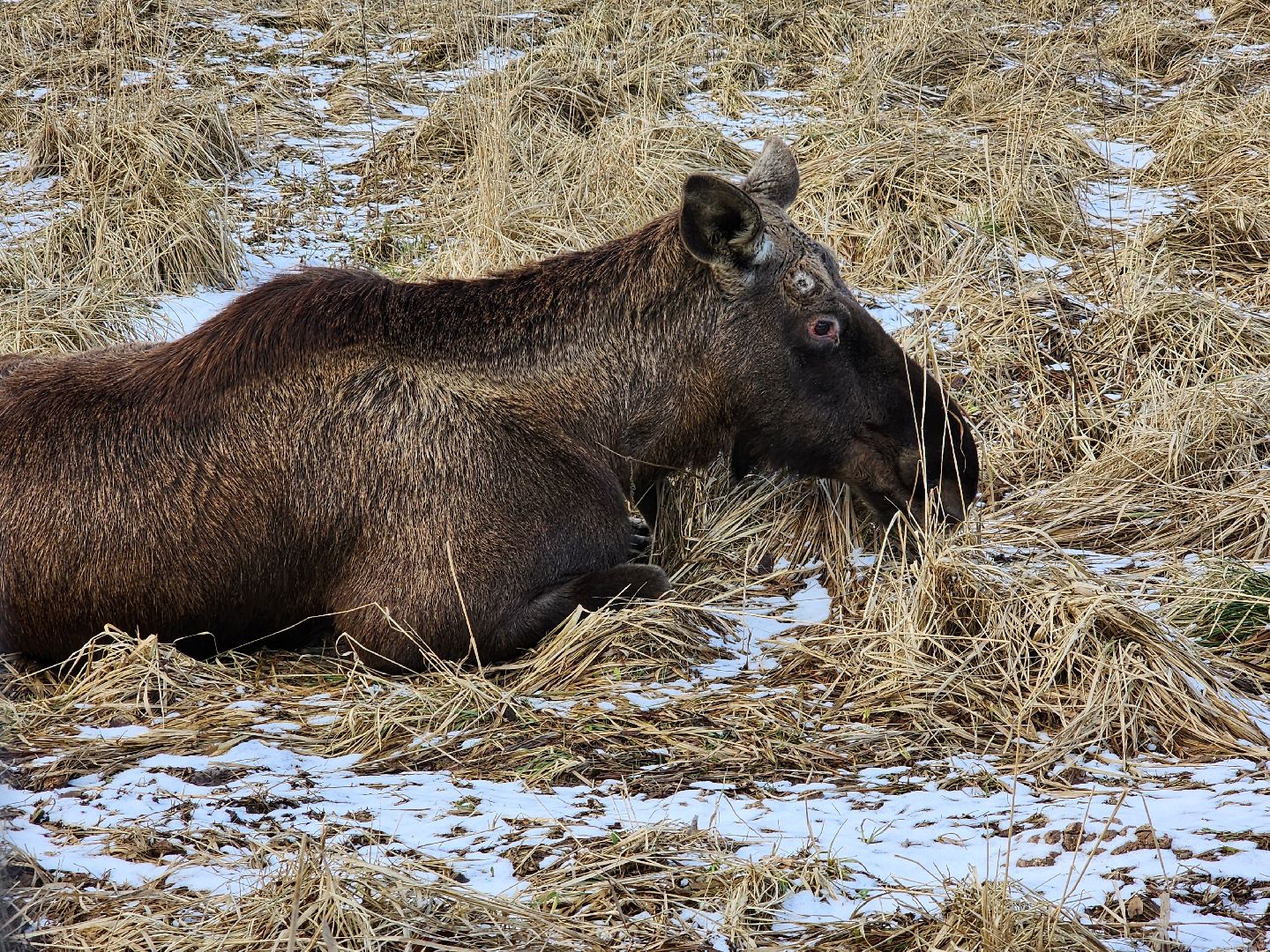 вертикалки, мытищи, лосиный остров, животные, сохатые,