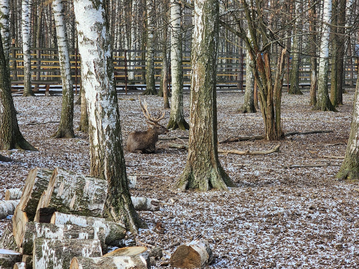 вертикалки, мытищи, лосиный остров, животные, сохатые,