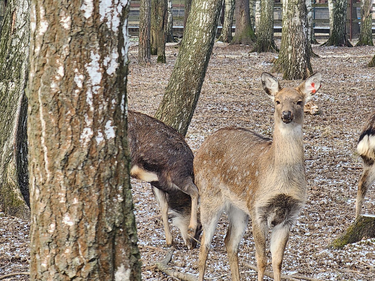 вертикалки, мытищи, лосиный остров, животные, сохатые,