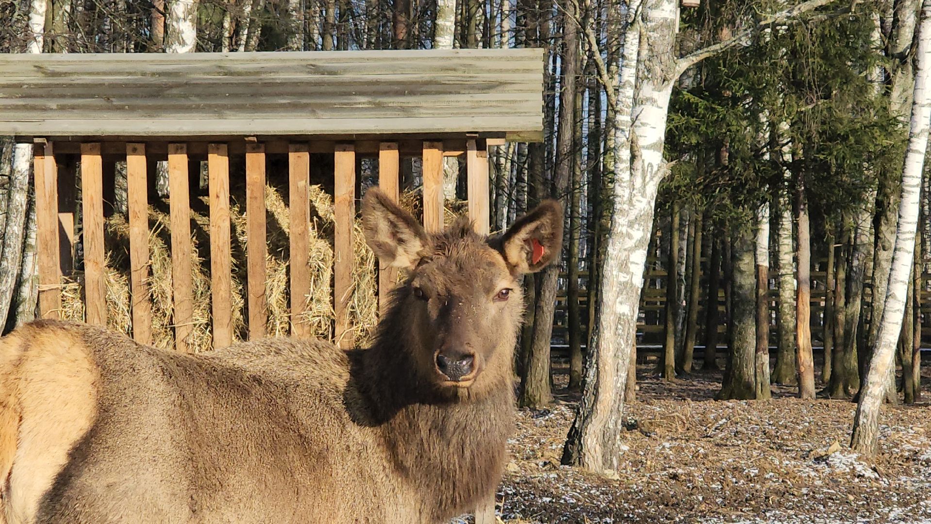 вертикалки, мытищи, лосиный остров, животные, сохатые,