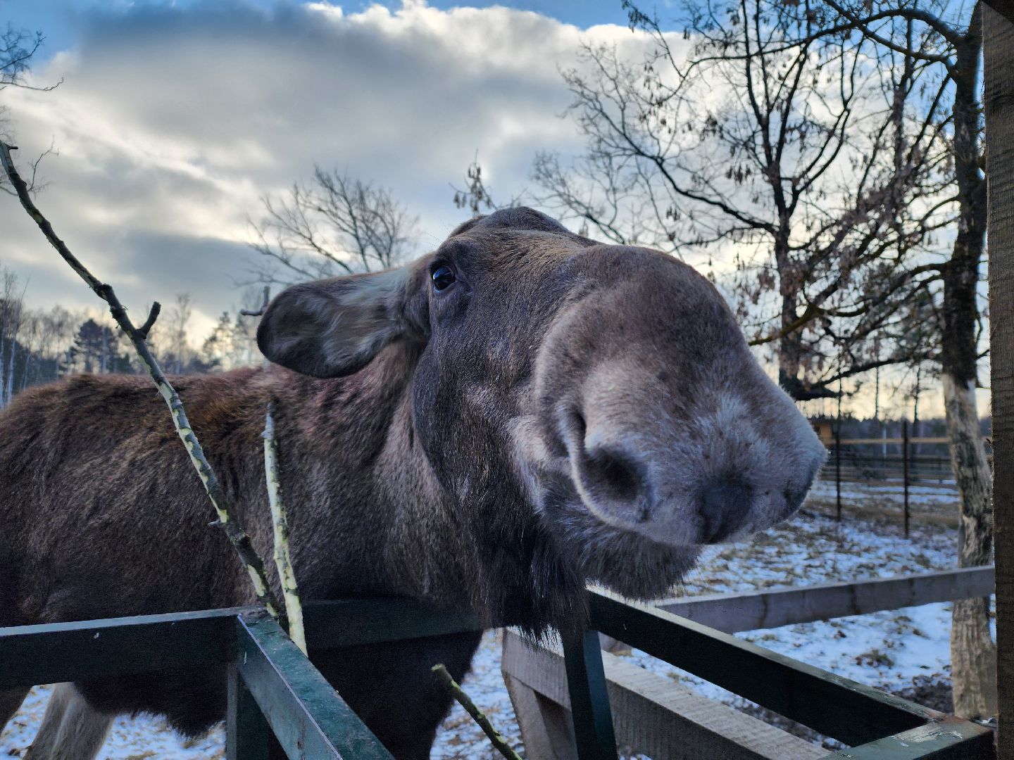 вертикалки, мытищи, лосиный остров, животные, сохатые,