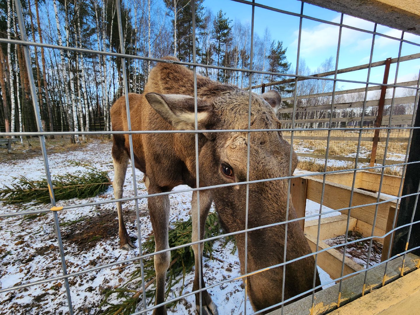 вертикалки, мытищи, лосиный остров, животные, сохатые,