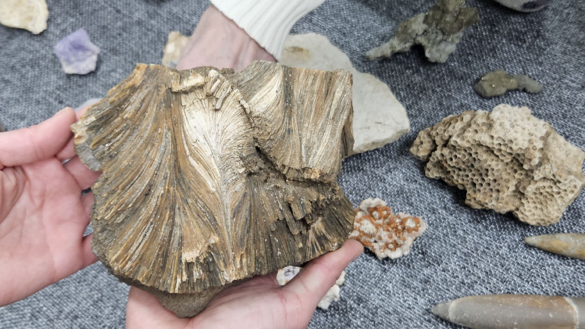 жуковский, лекция, ископаемые,