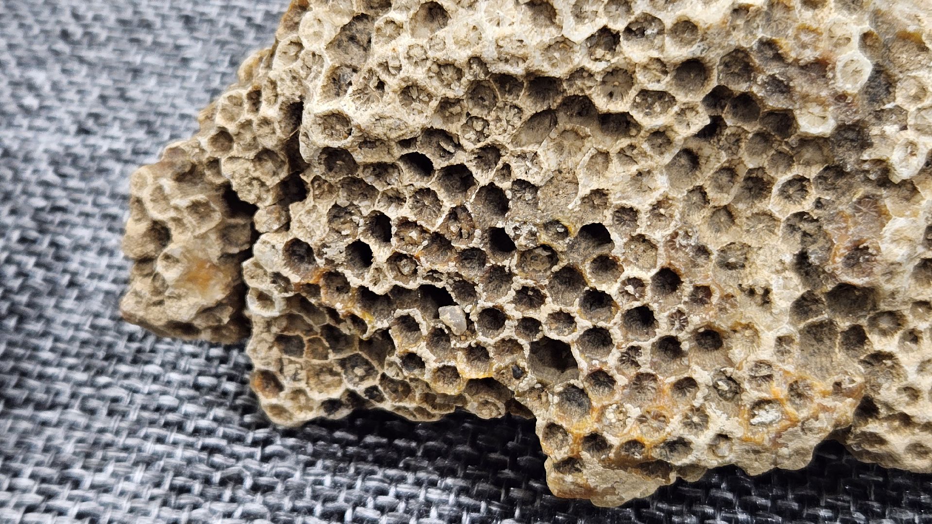 жуковский, лекция, ископаемые,