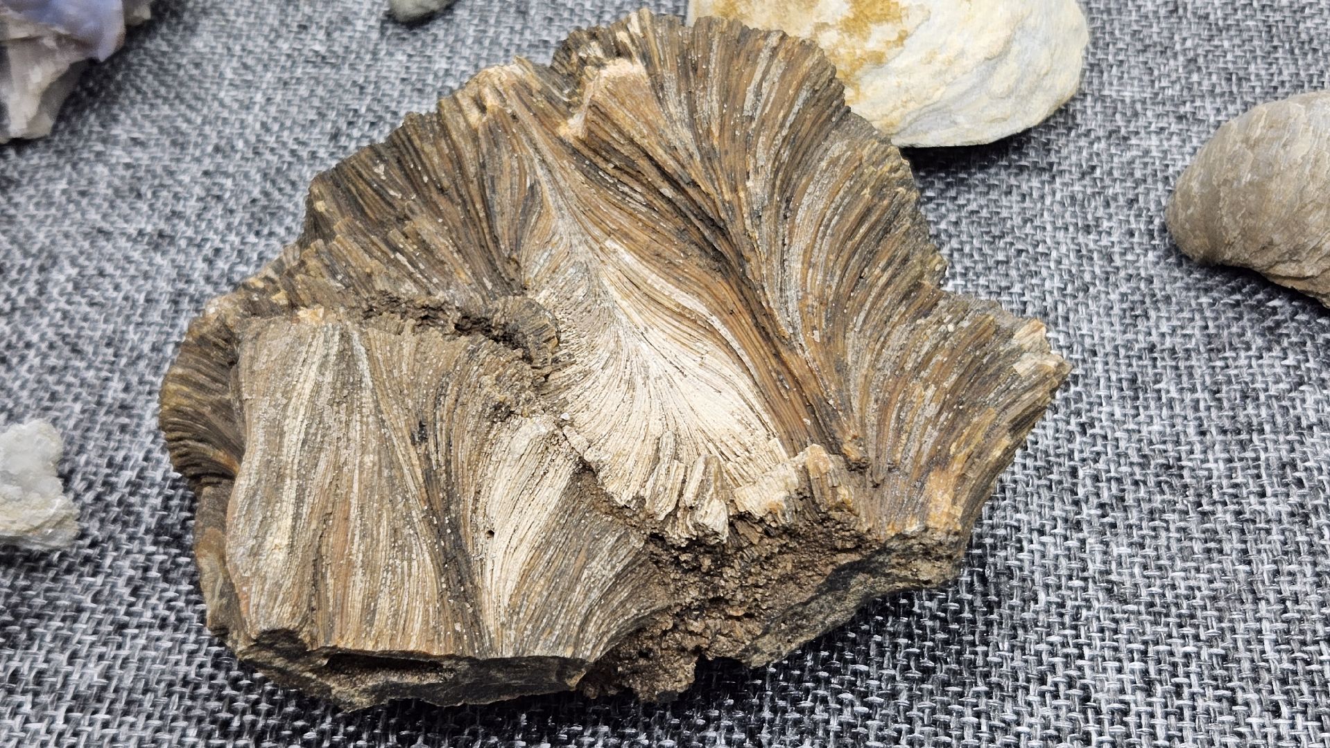 жуковский, лекция, ископаемые,