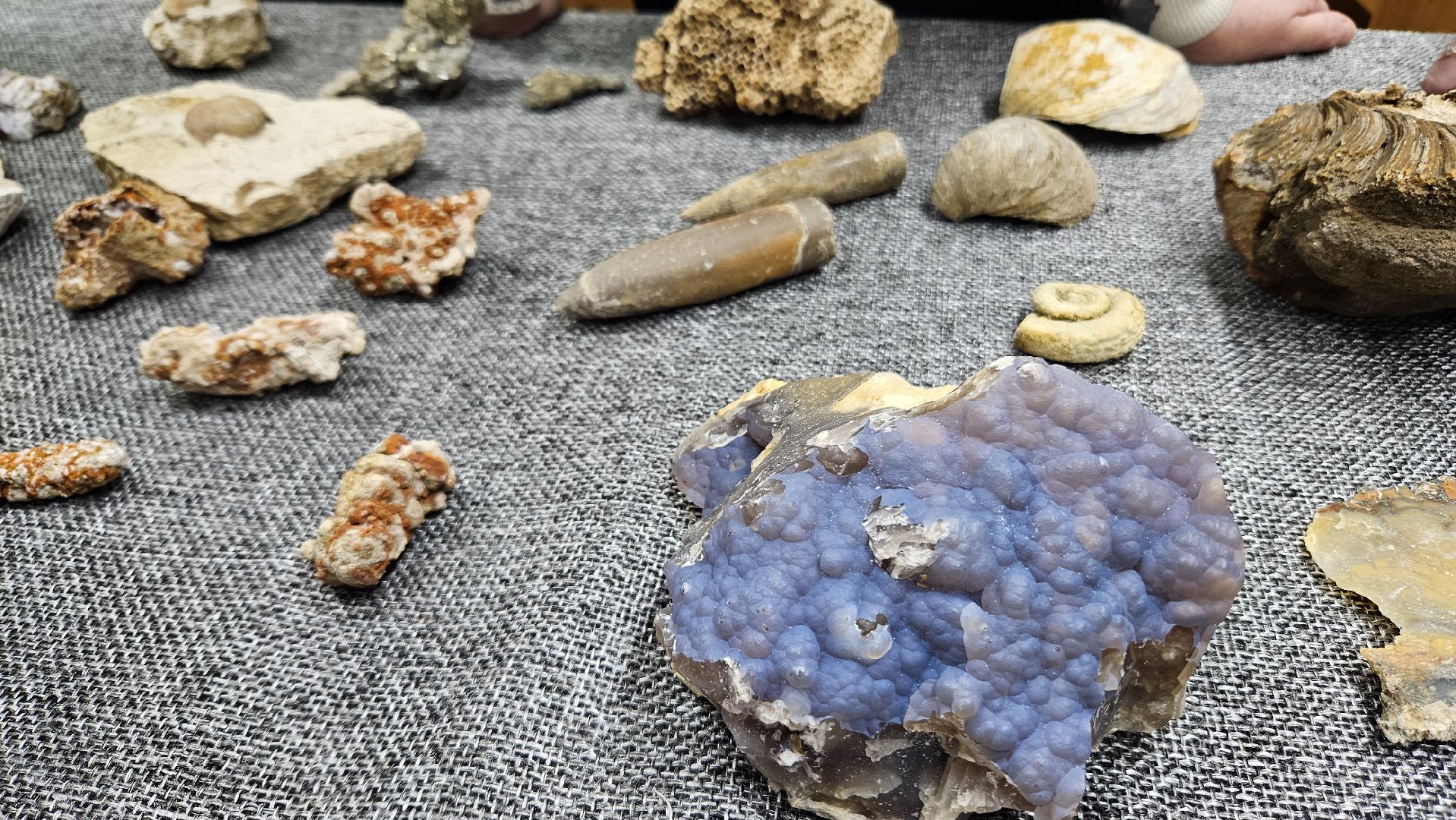 жуковский, лекция, ископаемые,