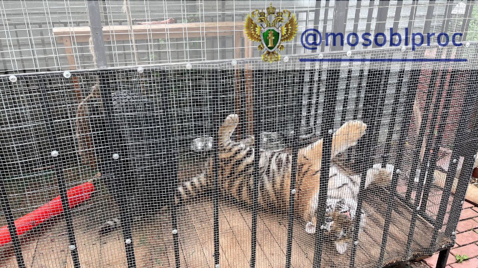 пушкинский округ, животные, тигр,