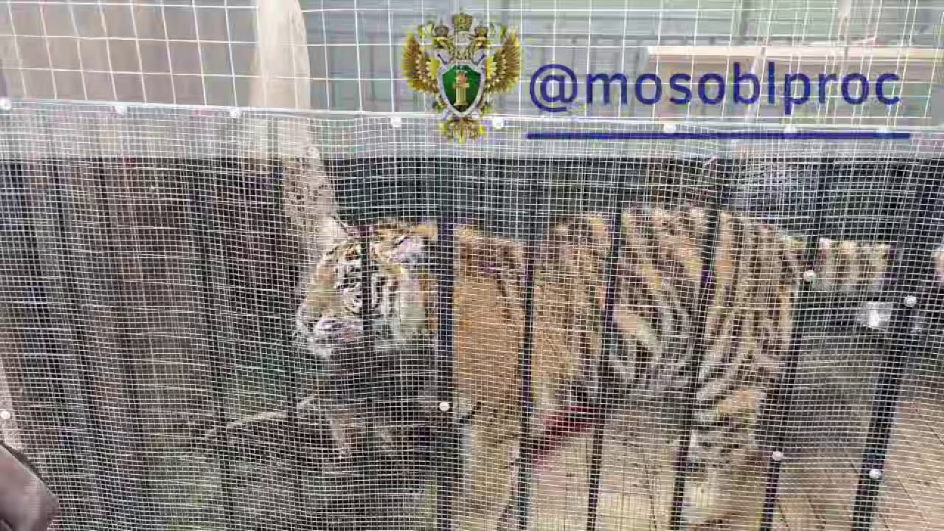 пушкинский округ, животные, тигр,