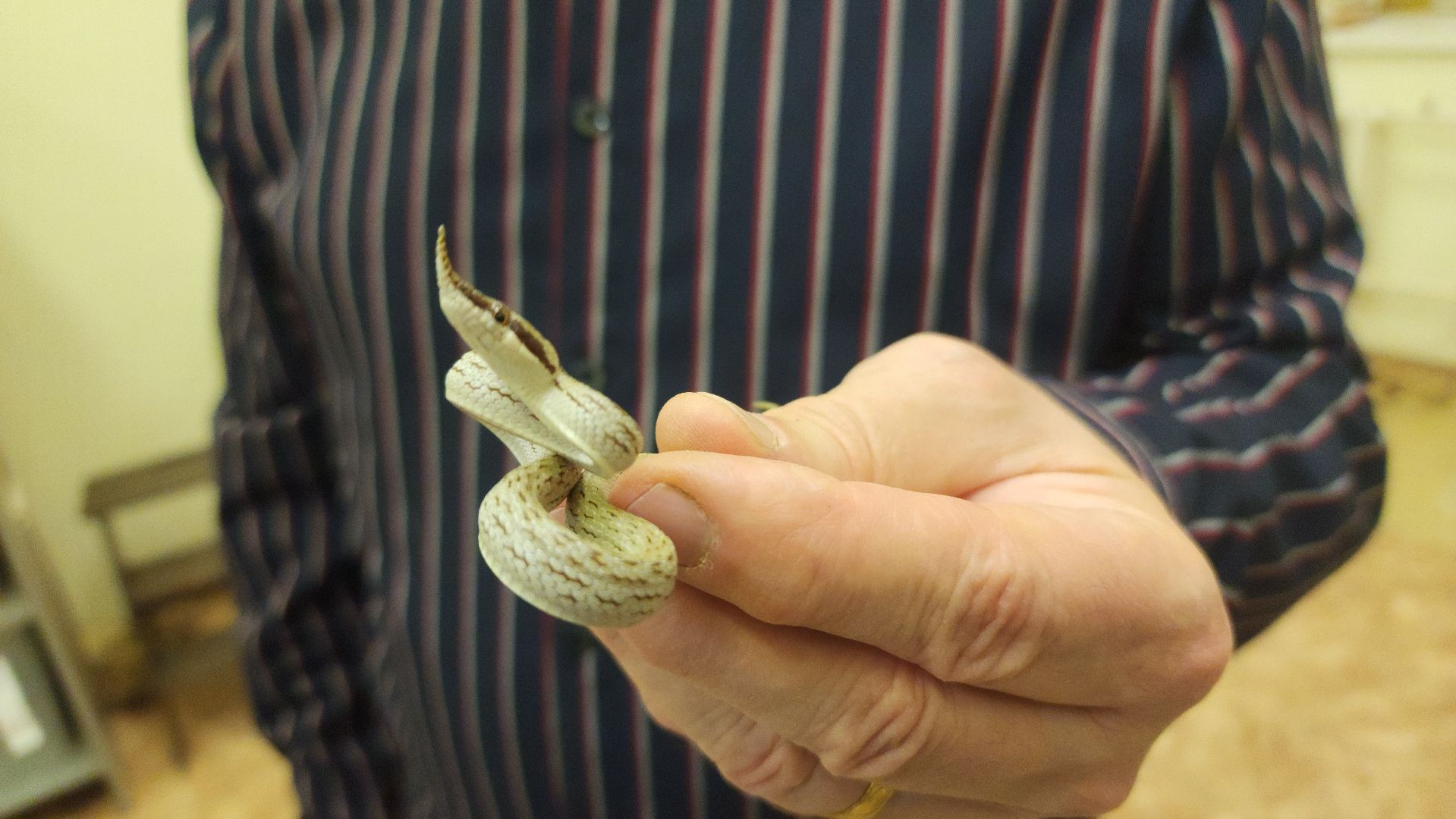 волоколамск, змеи, люди, советы герпетолога,