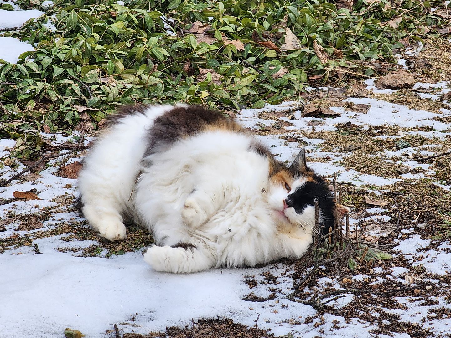 вертикалки, пушкино, праздник, масленица, весна,
