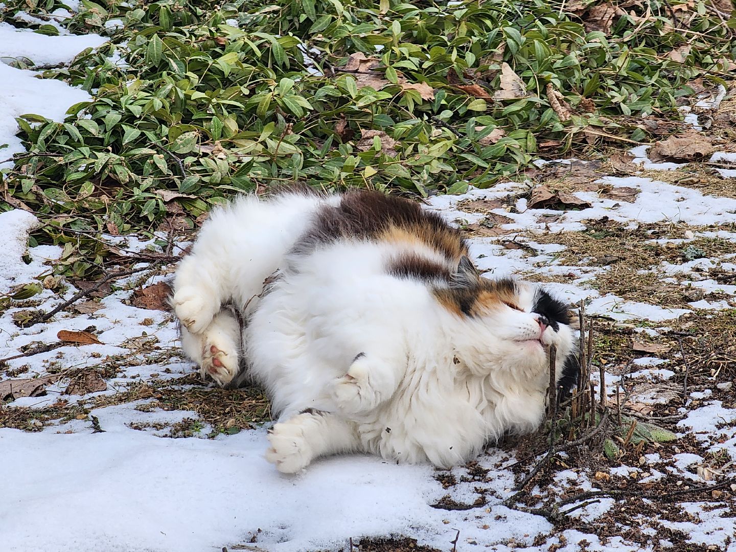 вертикалки, пушкино, праздник, масленица, весна,