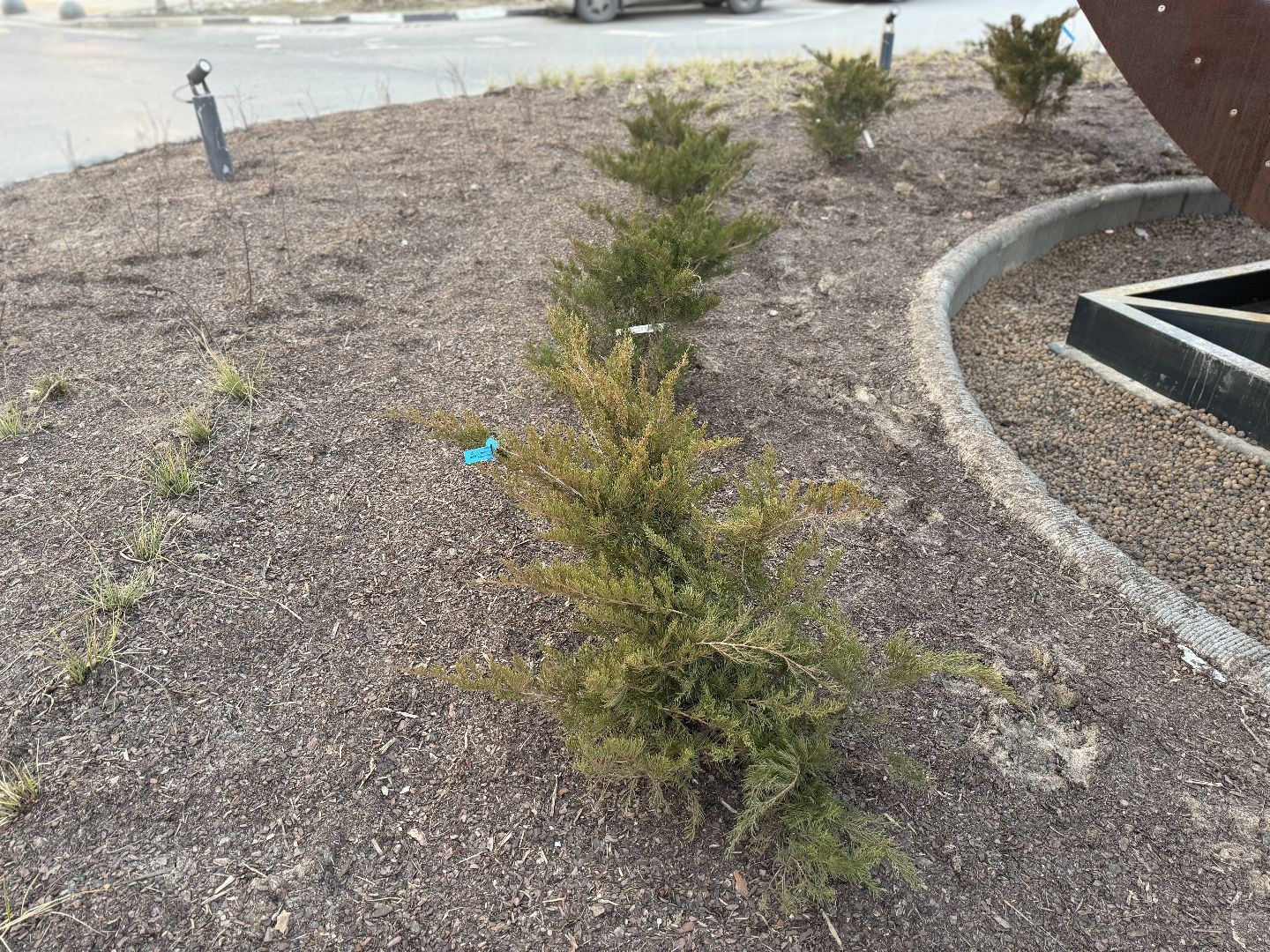 Арт-объект, Древо жизни,жк пригород лесное,Компания Самолет,Жители Ленинского округа,