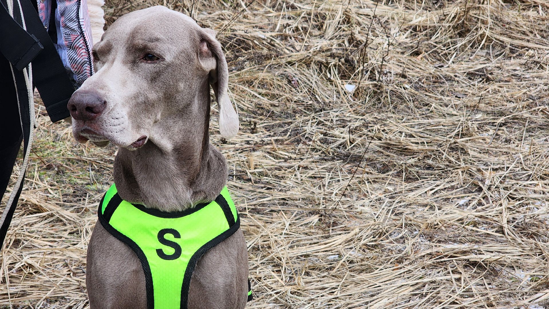 спорт, кинологи, Первенство мо, Протвино,