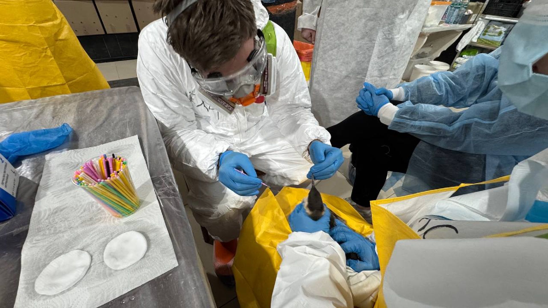 вертикалки, Бронницы, Волонтры Подмосковья, Волонтеры Подмосковья помогают в Анапе,