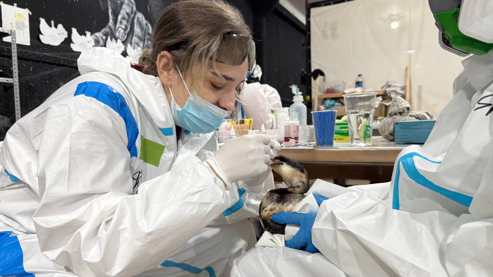 вертикалки, Бронницы, Волонтры Подмосковья, Волонтеры Подмосковья помогают в Анапе,