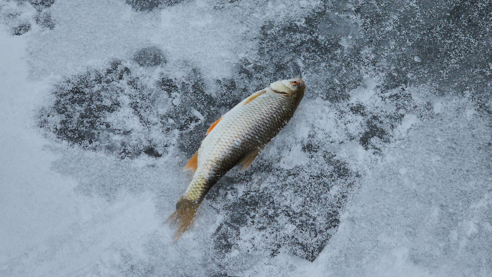 Руза, гимс мчс россии, зимняя рыбалка, рузское водохранилище, рузский муниципальный округ, го чс рузы, вертикалки,