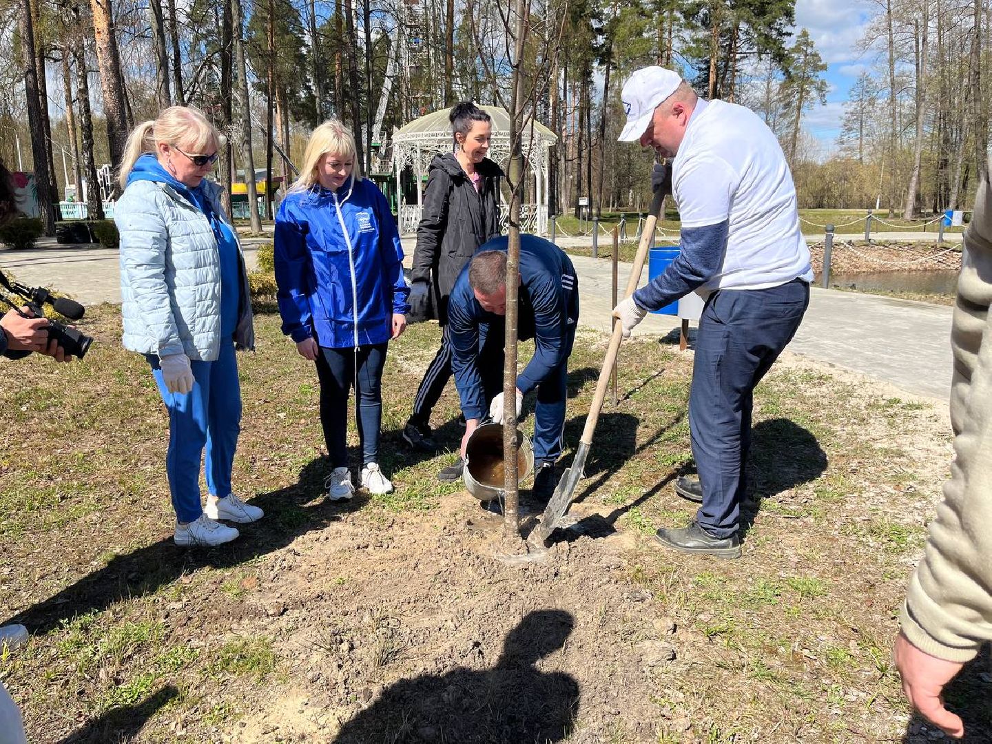 высадили дерево, Шатура, парк, липа