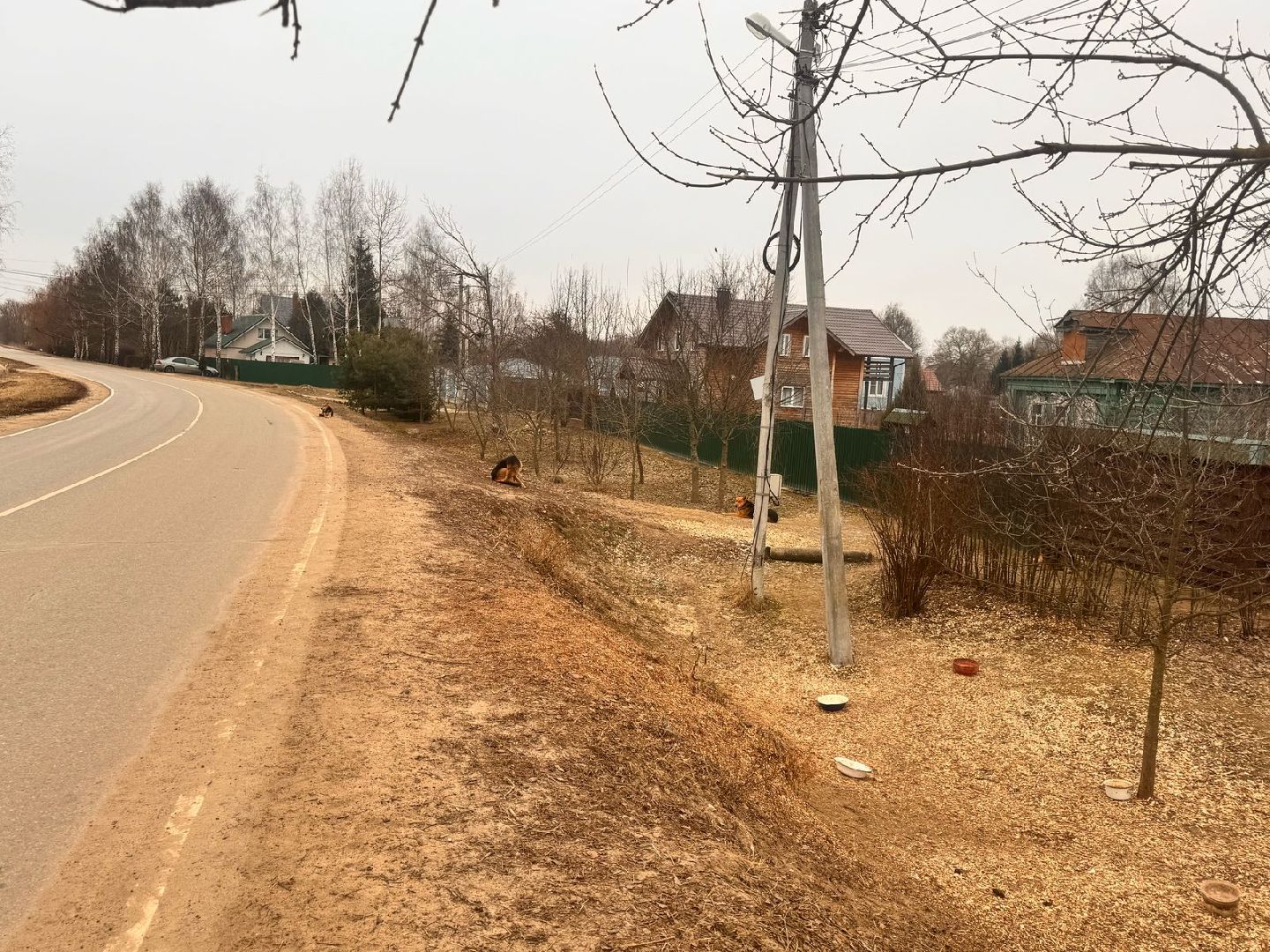 ступино, выездная администрация, бродячие собаки,