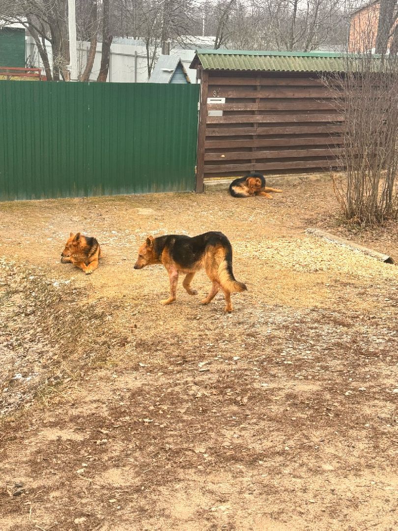 ступино, выездная администрация, бродячие собаки,