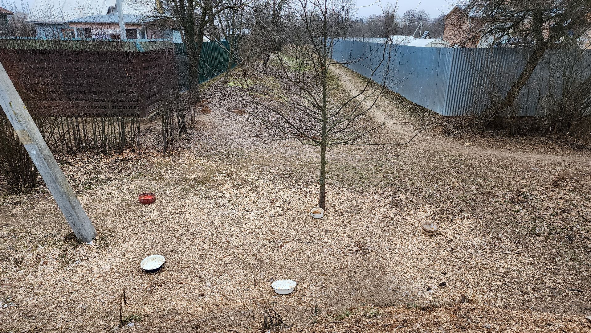 ступино, выездная администрация, бродячие собаки,