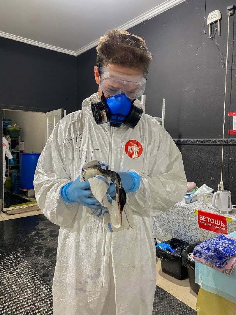 Бронницы, Помощь птицам в Анапе, Волонтеры Бронниц,