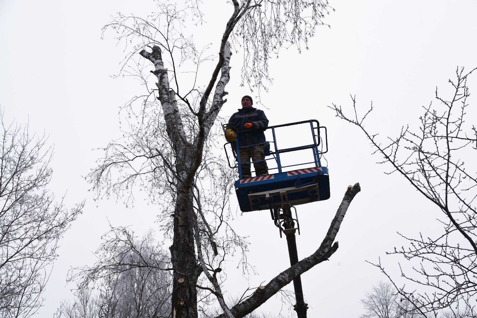 лотошино, добродел, обращение жителей, благоустройство, спил деревьев,