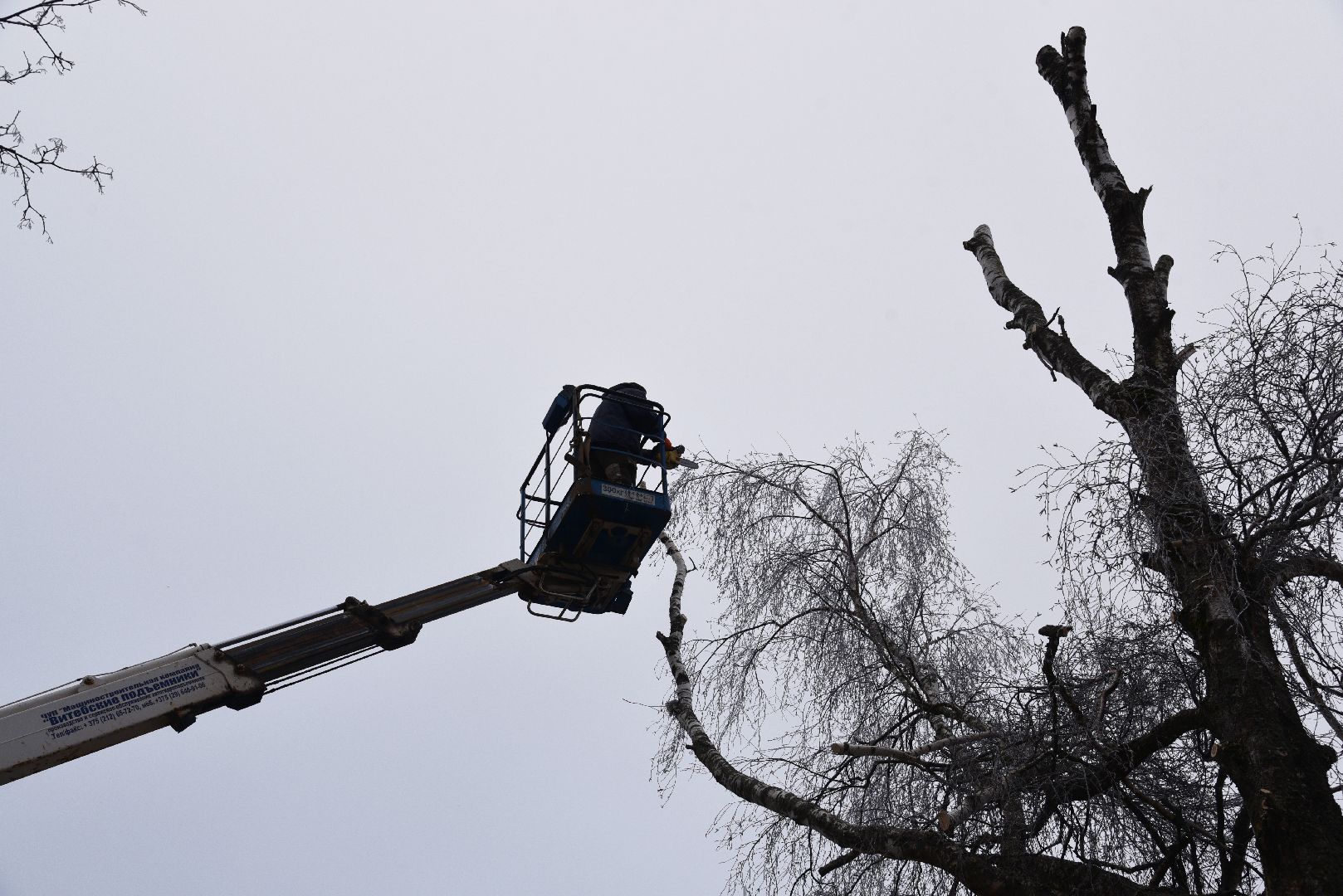 лотошино, добродел, обращение жителей, благоустройство, спил деревьев,