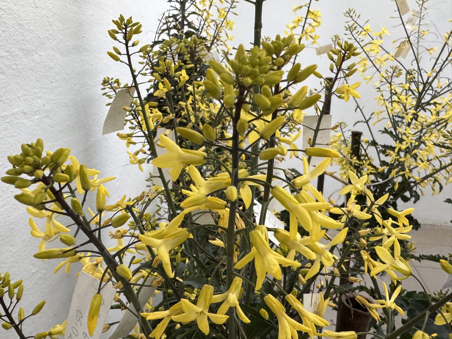 Женщины в науке, Федеральный научный центр овощеводства, Одинцово, Наука, вертикалки,