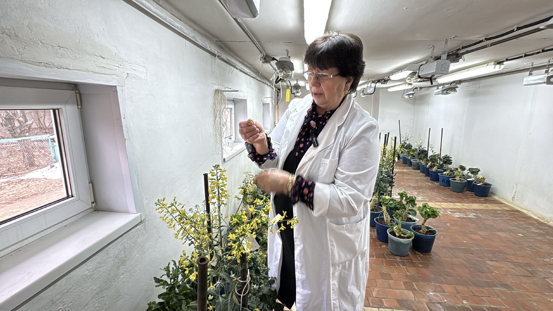 Женщины в науке, Федеральный научный центр овощеводства, Одинцово, Наука, вертикалки,