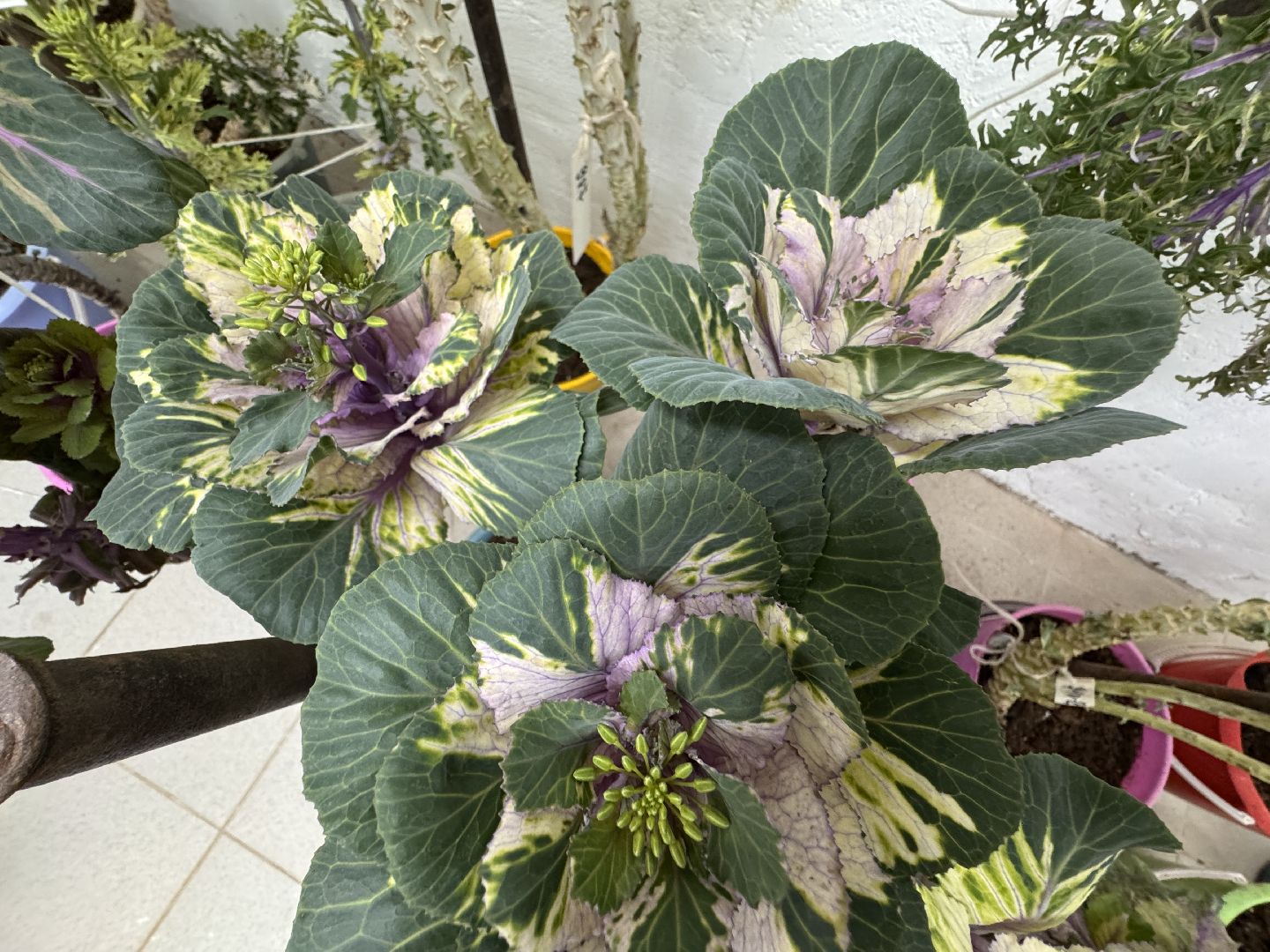 Женщины в науке, Федеральный научный центр овощеводства, Одинцово, Наука, вертикалки,